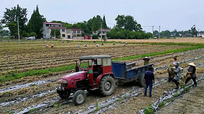 村民們正在收割火蔥_副本.jpg